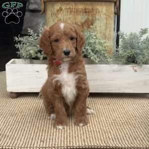 Houston, Mini Goldendoodle Puppy