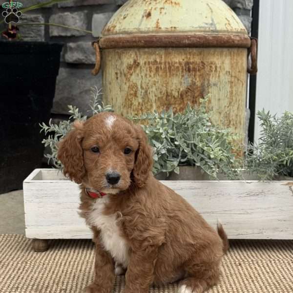 Houston, Mini Goldendoodle Puppy