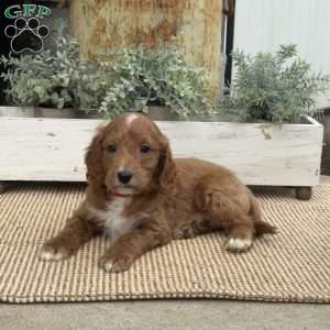Houston, Mini Goldendoodle Puppy