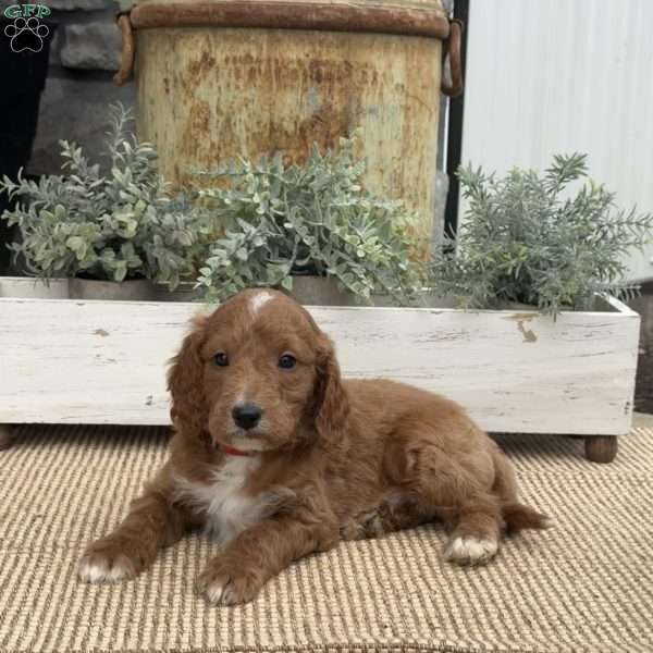 Houston, Mini Goldendoodle Puppy