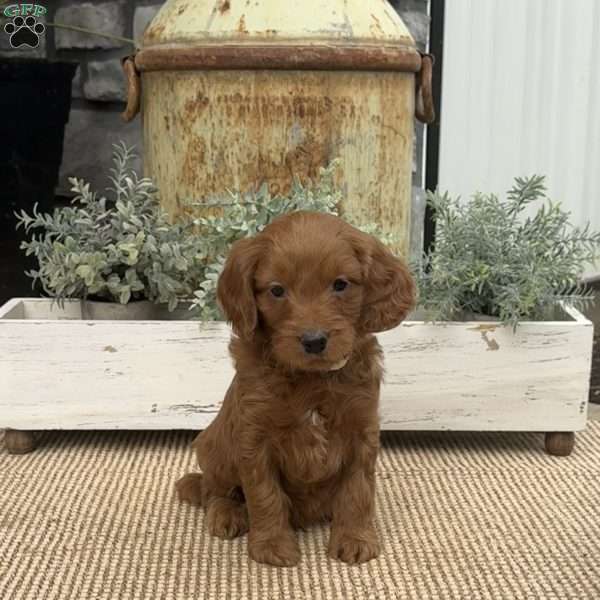 Huckleberry, Mini Goldendoodle Puppy