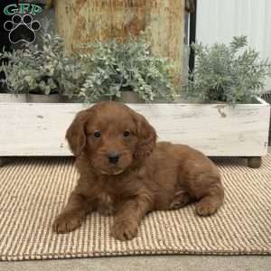 Huckleberry, Mini Goldendoodle Puppy