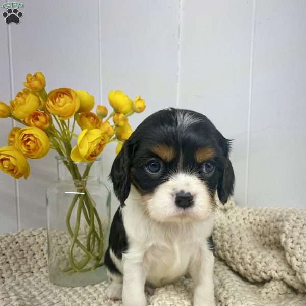 Squish, Cavalier King Charles Spaniel Puppy