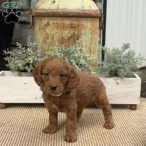 Huckleberry, Mini Goldendoodle Puppy