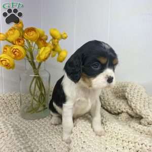 Squish, Cavalier King Charles Spaniel Puppy