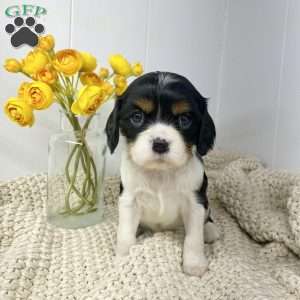 Squish, Cavalier King Charles Spaniel Puppy