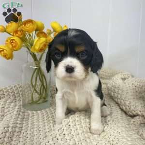 Squish, Cavalier King Charles Spaniel Puppy