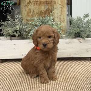 Hawkeye, Mini Goldendoodle Puppy