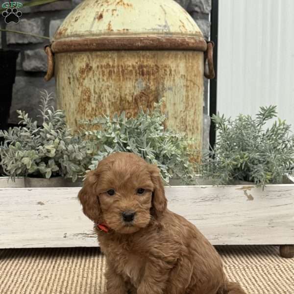 Hawkeye, Mini Goldendoodle Puppy