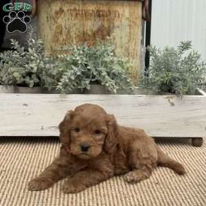 Hawkeye, Mini Goldendoodle Puppy