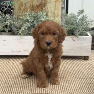 Heaven, Mini Goldendoodle Puppy