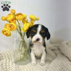 Rose, Cavalier King Charles Spaniel Puppy