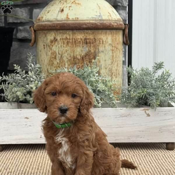 Heaven, Mini Goldendoodle Puppy