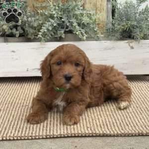 Heaven, Mini Goldendoodle Puppy