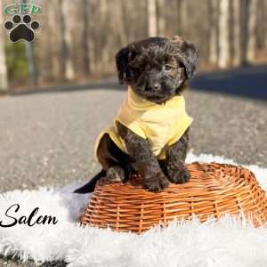 Salem, Mini Goldendoodle Puppy