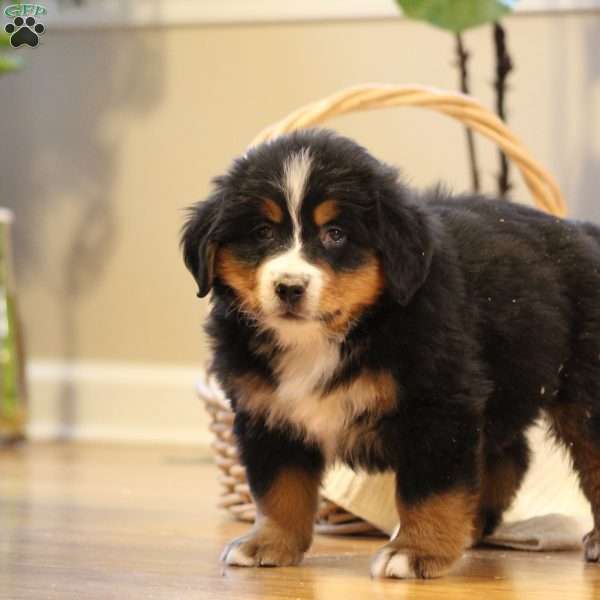 Bristol, Bernese Mountain Dog Puppy
