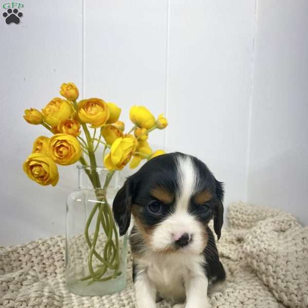 Rose, Cavalier King Charles Spaniel Puppy