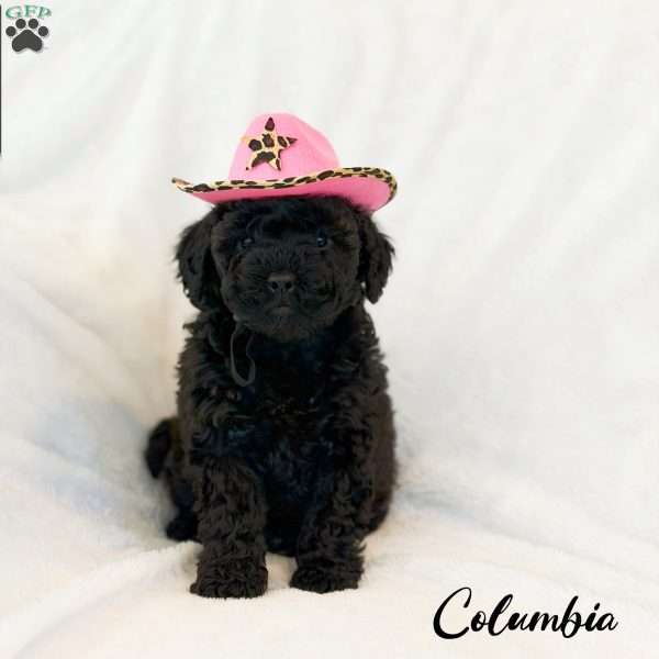 Columbia, Mini Goldendoodle Puppy