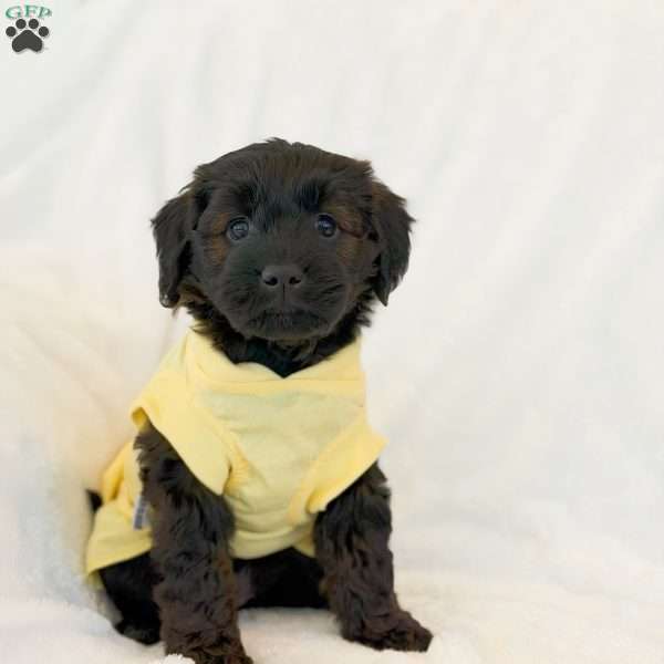 Salem, Mini Goldendoodle Puppy