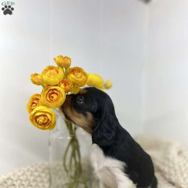 Kirsten, Cavalier King Charles Spaniel Puppy