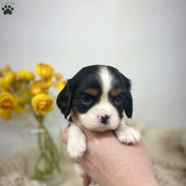 Emerald, Cavalier King Charles Spaniel Puppy