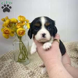Emerald, Cavalier King Charles Spaniel Puppy