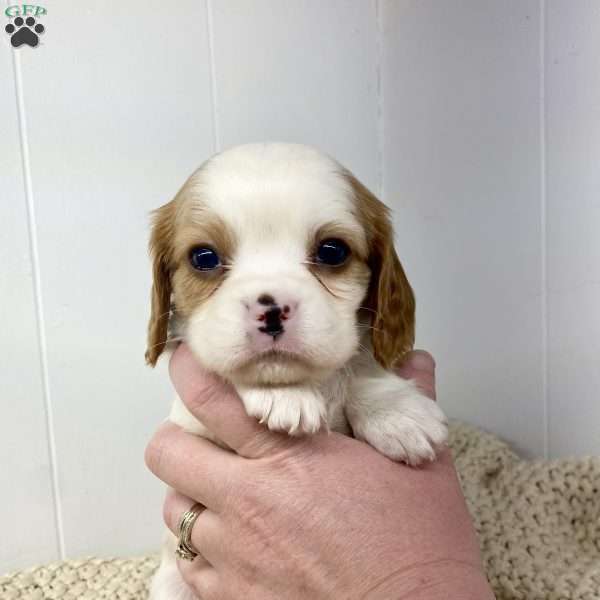 Caramel, Cavalier King Charles Spaniel Puppy