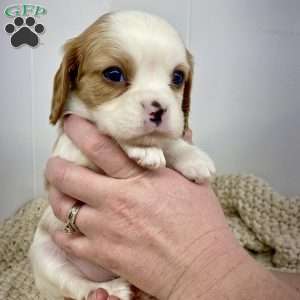 Caramel, Cavalier King Charles Spaniel Puppy