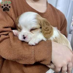 Caramel, Cavalier King Charles Spaniel Puppy