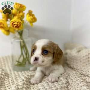 Duke, Cavalier King Charles Spaniel Puppy