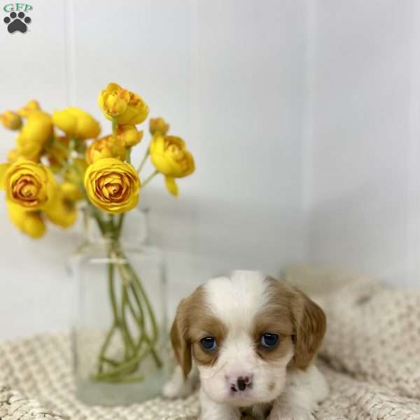 Duke, Cavalier King Charles Spaniel Puppy