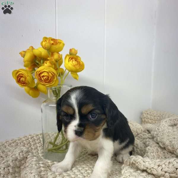 Panda, Cavalier King Charles Spaniel Puppy