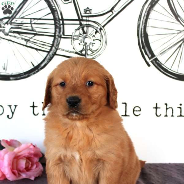 Jenny, Golden Retriever Puppy