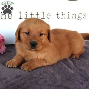 Jenny, Golden Retriever Puppy