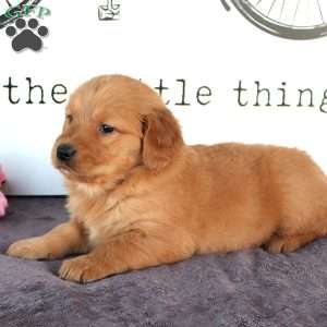 Jenny, Golden Retriever Puppy