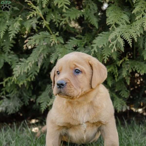 Romeo, Fox Red Labrador Retriever Puppy