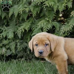 Romeo, Fox Red Labrador Retriever Puppy