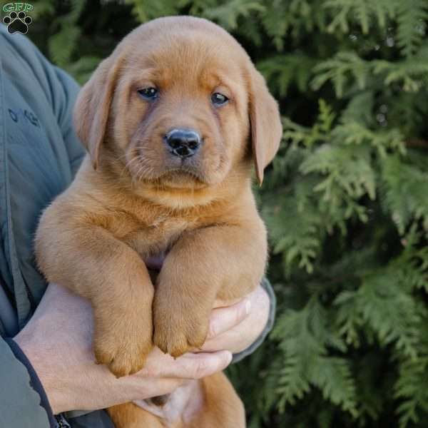 Rolex, Fox Red Labrador Retriever Puppy