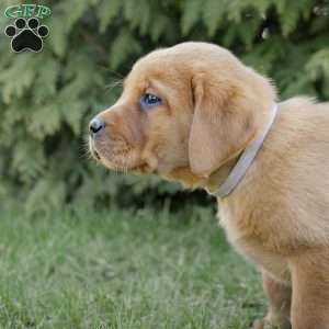 Rolex, Fox Red Labrador Retriever Puppy