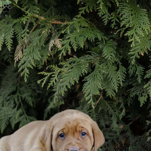Rhino, Fox Red Labrador Retriever Puppy