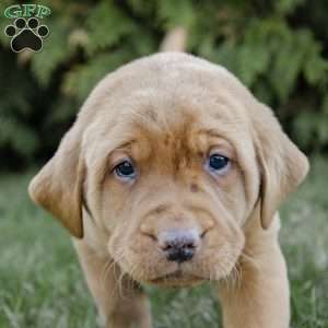 Rhino, Fox Red Labrador Retriever Puppy