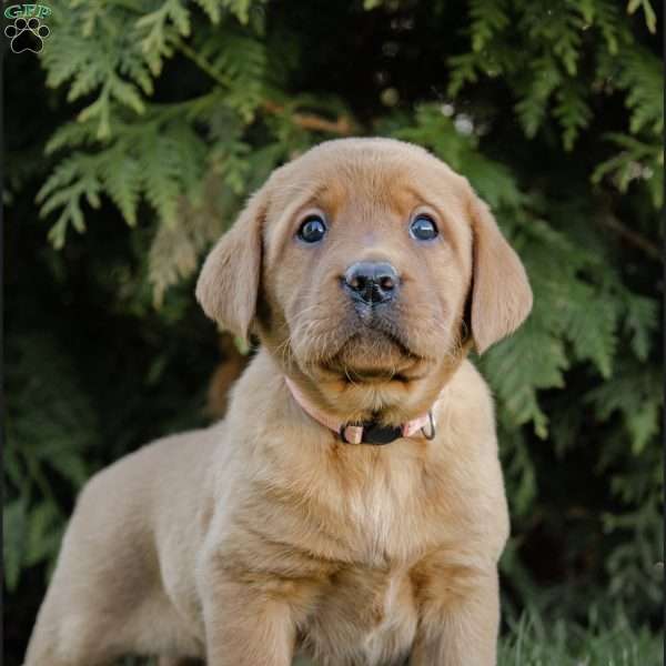 Riley, Fox Red Labrador Retriever Puppy