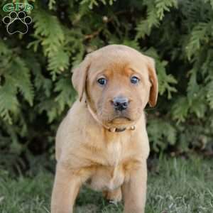 Riley, Fox Red Labrador Retriever Puppy