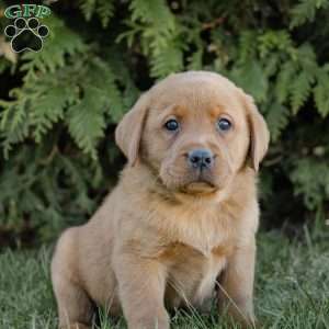 Riley, Fox Red Labrador Retriever Puppy