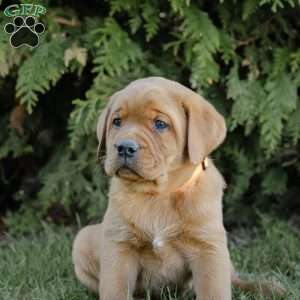 Roman, Fox Red Labrador Retriever Puppy
