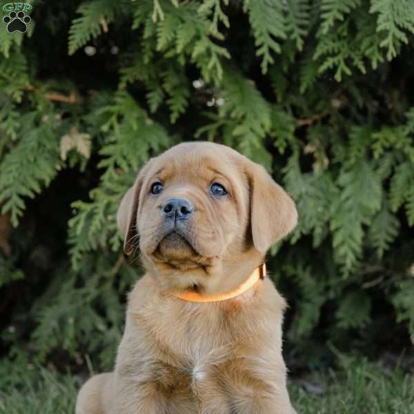 Roman, Fox Red Labrador Retriever Puppy