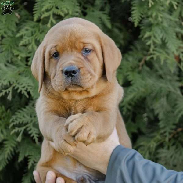 Rocko, Fox Red Labrador Retriever Puppy