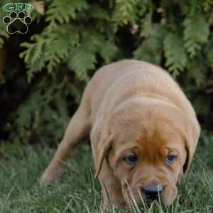Rocko, Fox Red Labrador Retriever Puppy