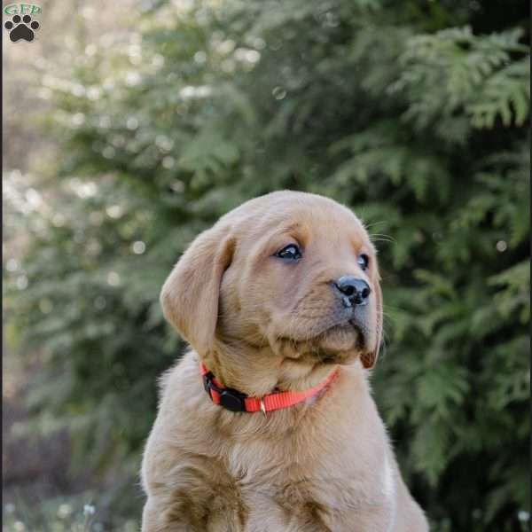 Rio, Fox Red Labrador Retriever Puppy