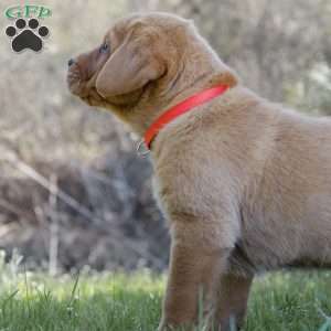 Rio, Fox Red Labrador Retriever Puppy